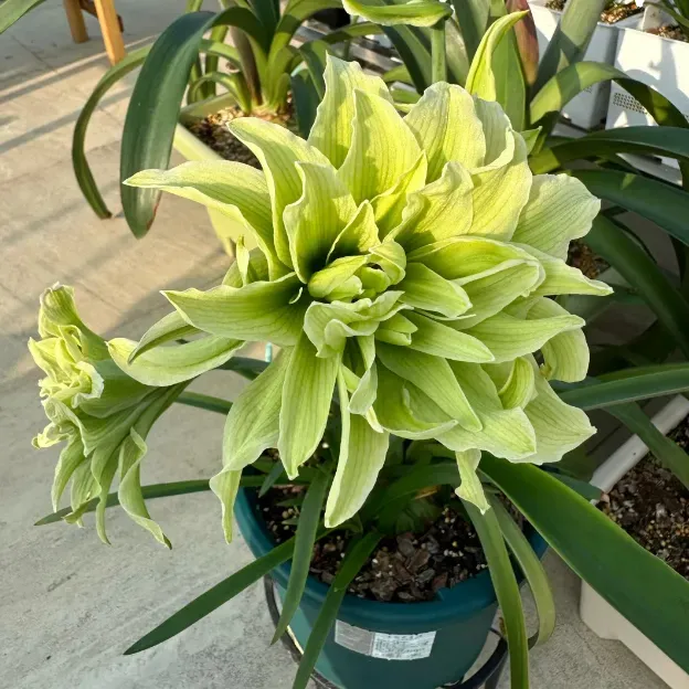 🌺Double-Petaled Perfume Amaryllis Bulbs