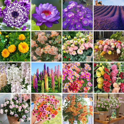 🌺Four Seasons Flower Seeds