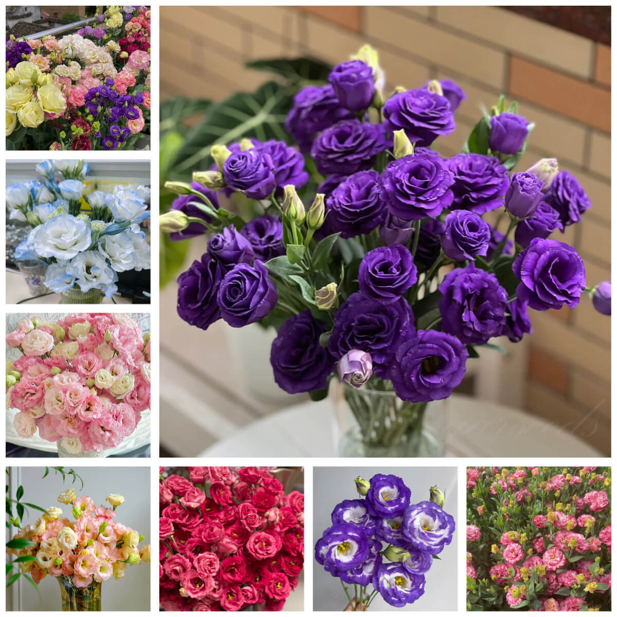 💐Lisianthus - Sincere Love