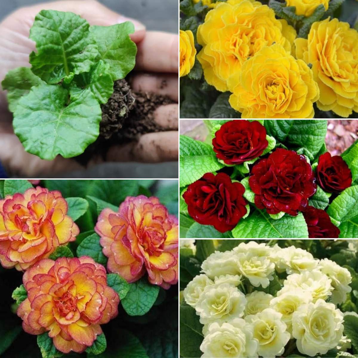 Belarina Primrose Flower Seeds