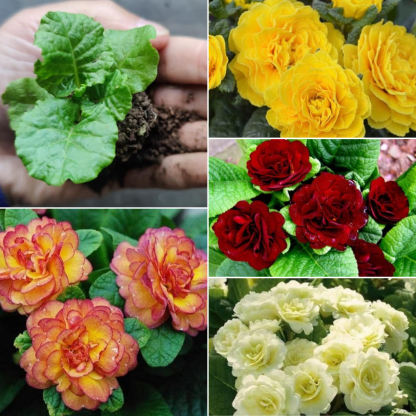 Belarina Primrose Flower Seeds