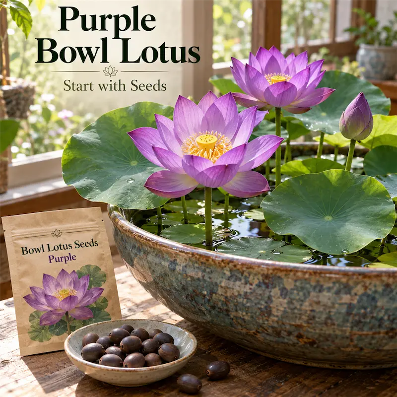 🌸Bowl lotus-Relieve Stress