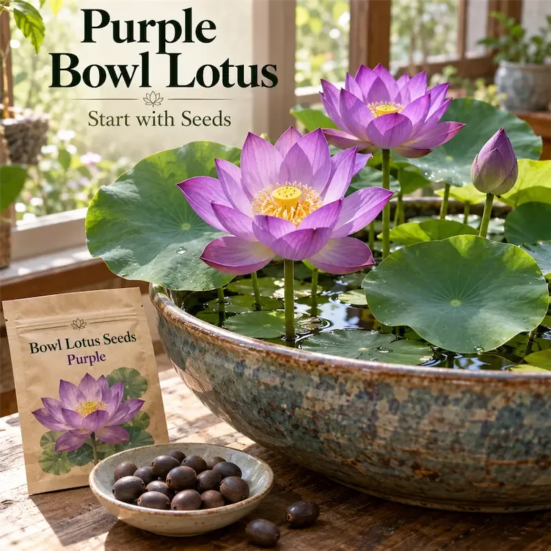 🌸Bowl lotus-Relieve Stress