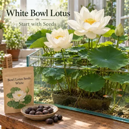 🌸Bowl lotus-Relieve Stress