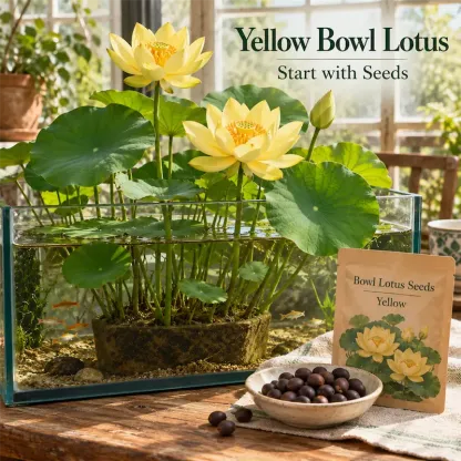 🌸Bowl lotus-Relieve Stress