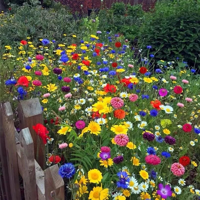 🌺Deer Resistant Wildflower Seed Mix🌈Easy to Grow, Rich Scented，Perfect for Outdoor 