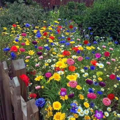 🌺Deer Resistant Wildflower Seed Mix🌈Easy to Grow, Rich Scented，Perfect for Outdoor 