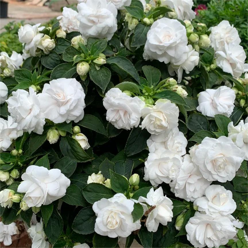Double Impatiens Seeds–A Symphony of Petals in a Natural Garden
