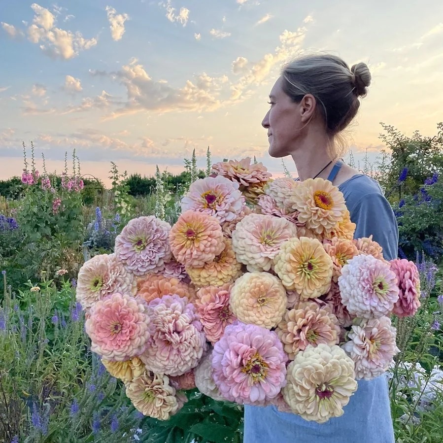 🌺Buy One Free One-Double Zinnia Mixed Color Seeds