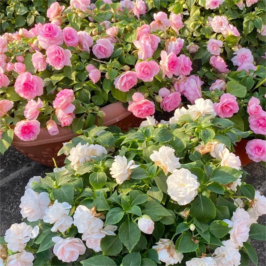 Double Impatiens Seeds–A Symphony of Petals in a Natural Garden