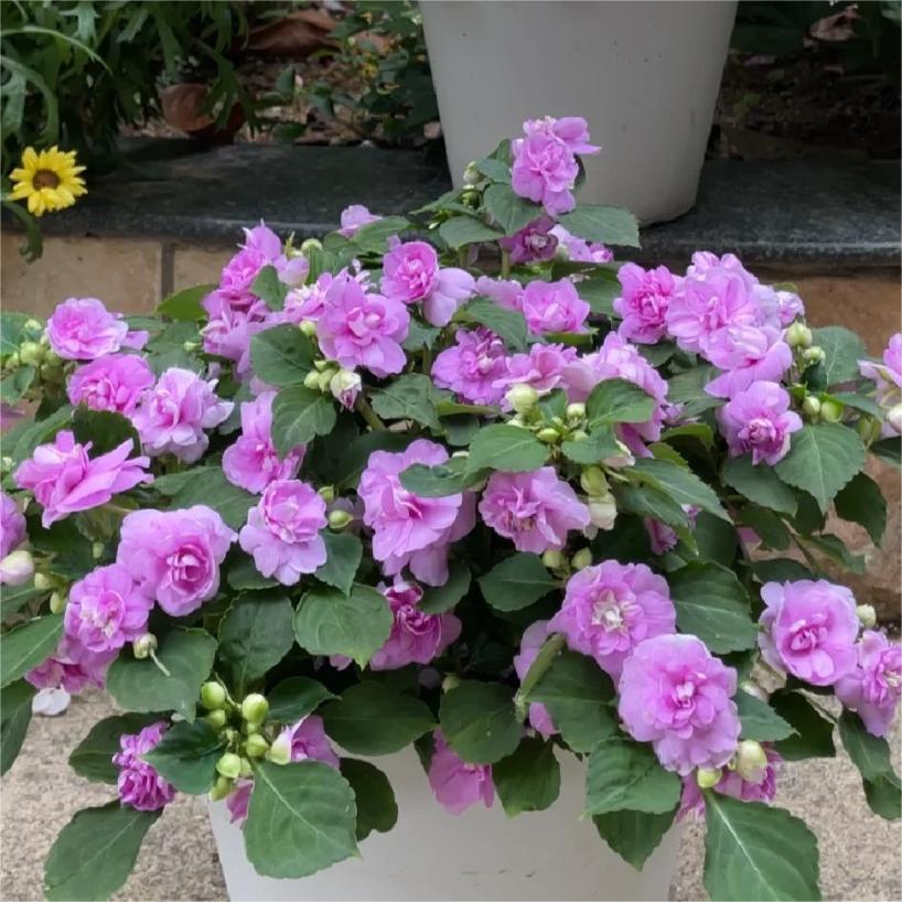 Double Impatiens Seeds–A Symphony of Petals in a Natural Garden
