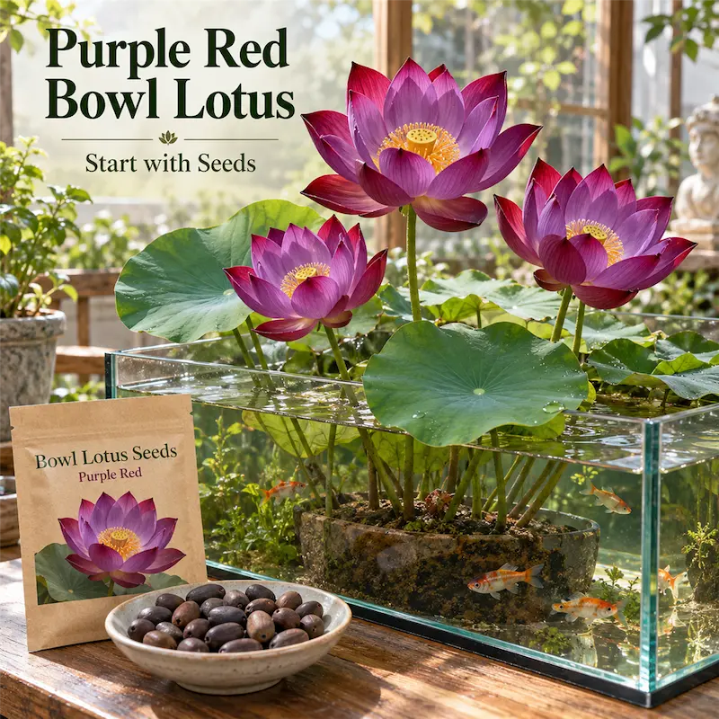 🌸Bowl lotus-Relieve Stress