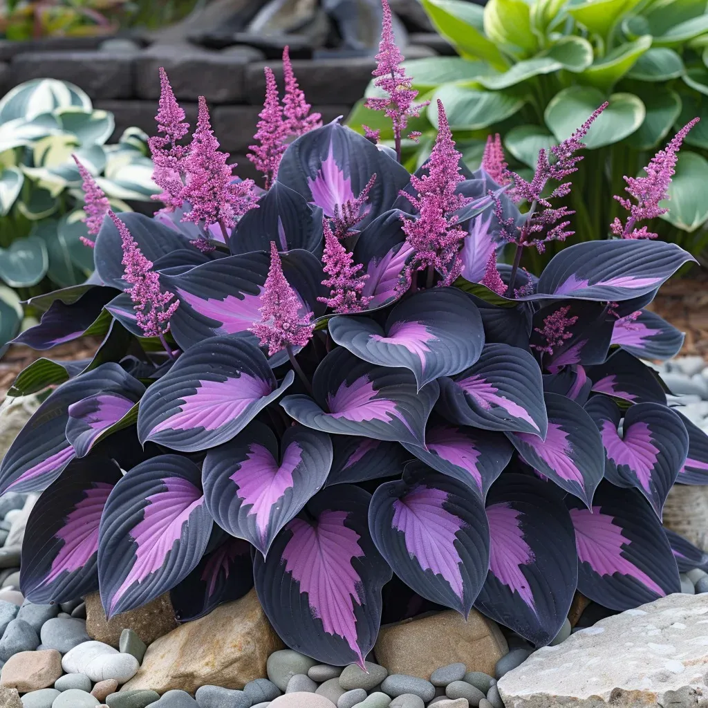The Enchanting Hosta - Purple and Pink