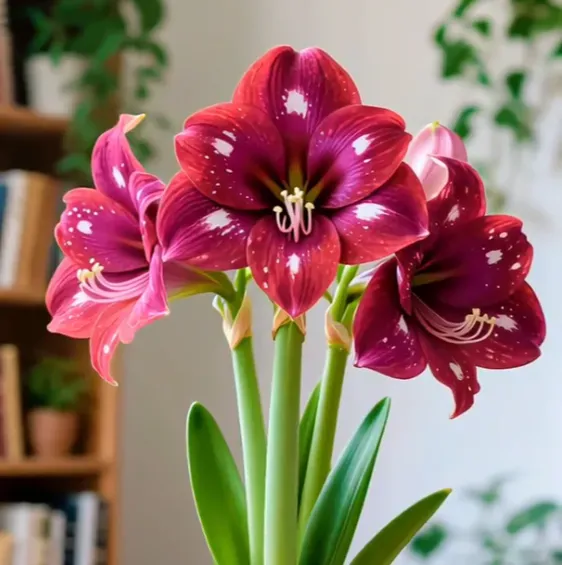 🌺Double-Petaled Perfume Amaryllis Bulbs