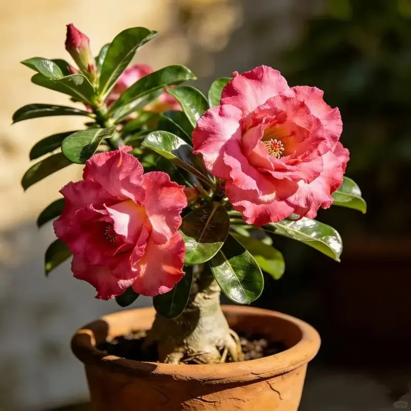 ✨Desert Rose Seeds🌹Heat Resistant✨