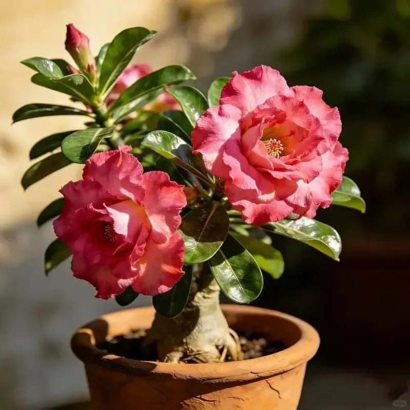 ✨Desert Rose Seeds🌹Heat Resistant✨