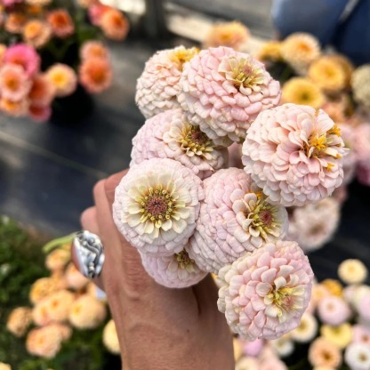 🌺Buy One Free One-Double Zinnia Mixed Color Seeds