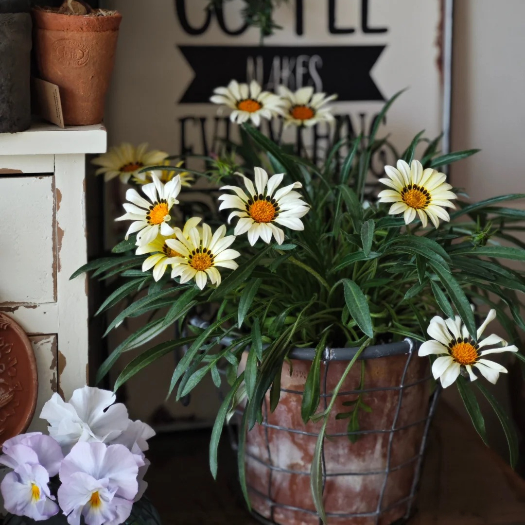 🌼Medal Chrysanthemum Seeds-Flower of Glory