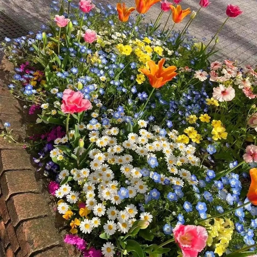 🌺Deer Resistant Wildflower Seed Mix🌈Easy to Grow, Rich Scented，Perfect for Outdoor 