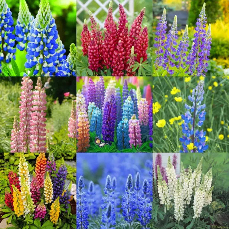 🌺Lupine Flower Seeds-Add Vibrant Beauty to Your Garden