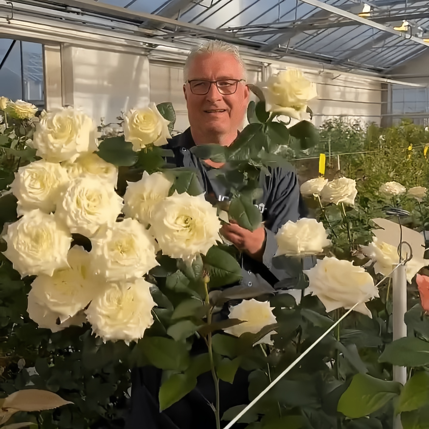 Jeanne Moreau Rose Seeds