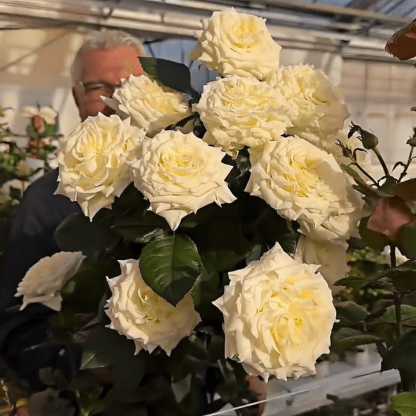 Jeanne Moreau Rose Seeds