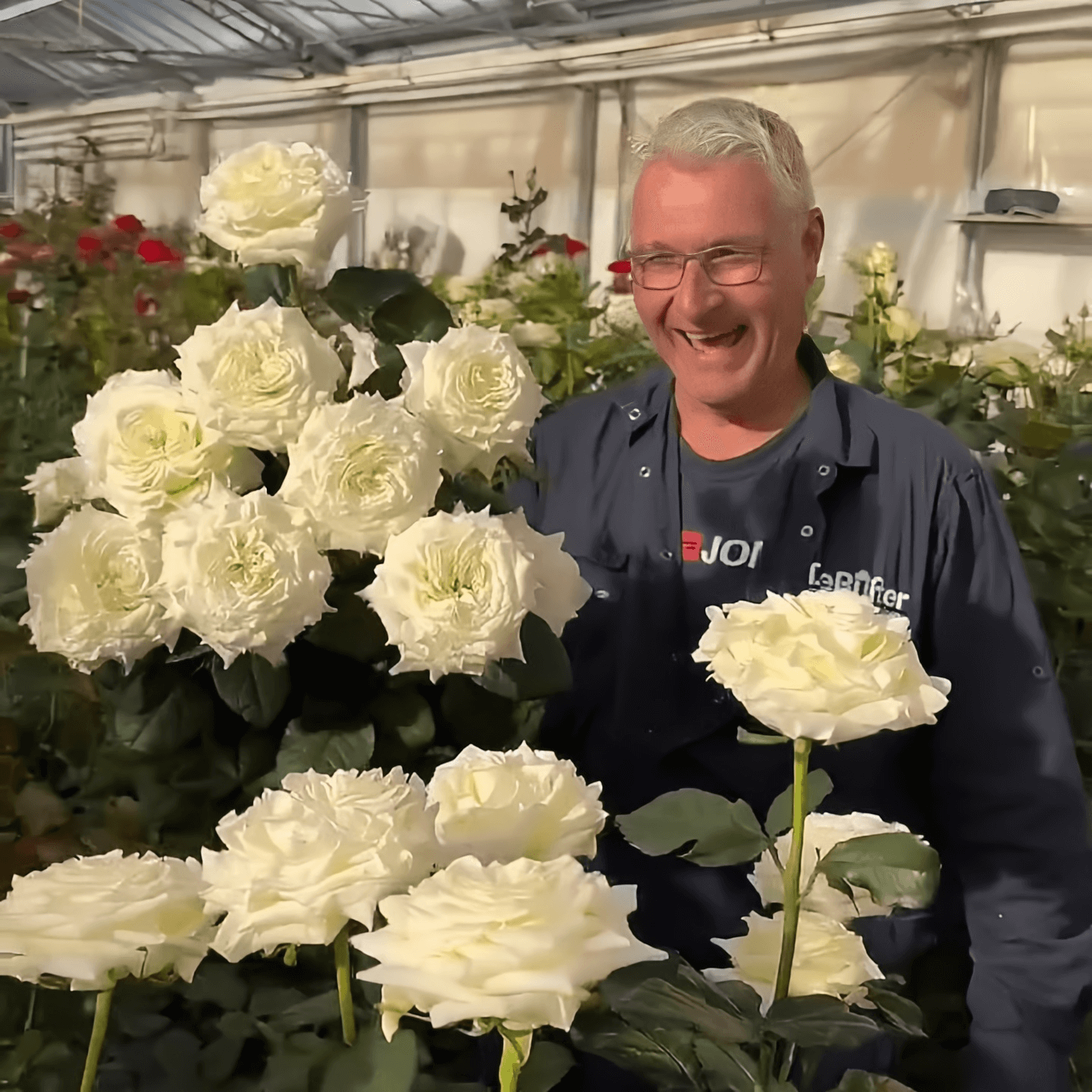 Jeanne Moreau Rose Seeds