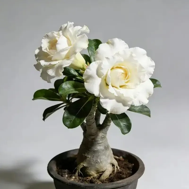 ✨Desert Rose Seeds🌹Heat Resistant✨