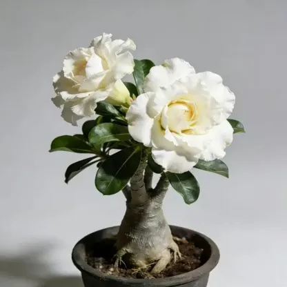 ✨Desert Rose Seeds🌹Heat Resistant✨