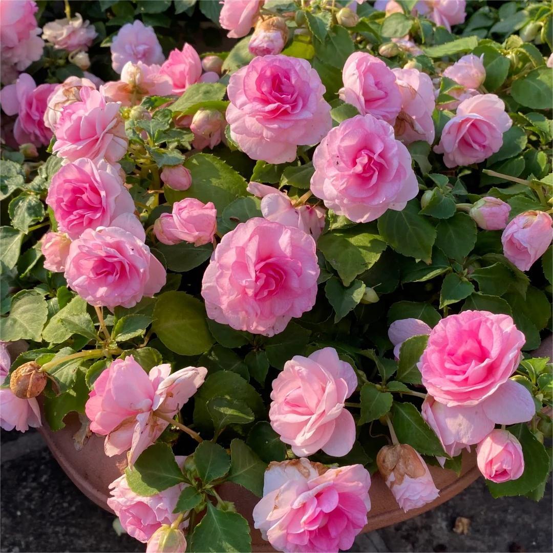 Double Impatiens Seeds–A Symphony of Petals in a Natural Garden