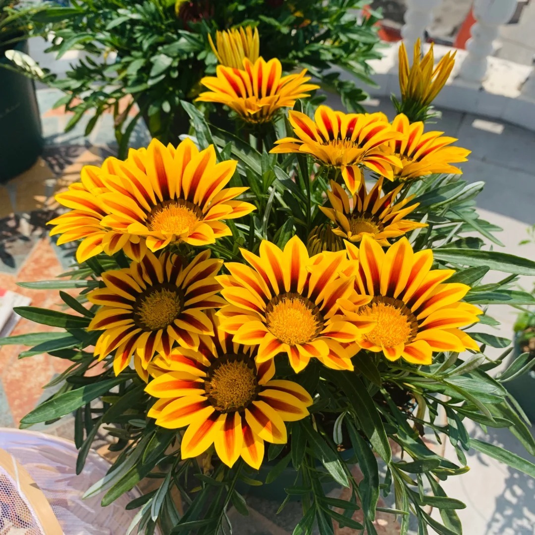 🌼Medal Chrysanthemum Seeds-Flower of Glory