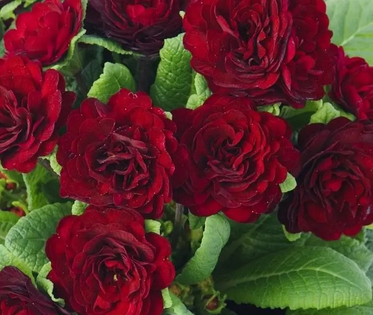 Belarina Primrose Flower Seeds