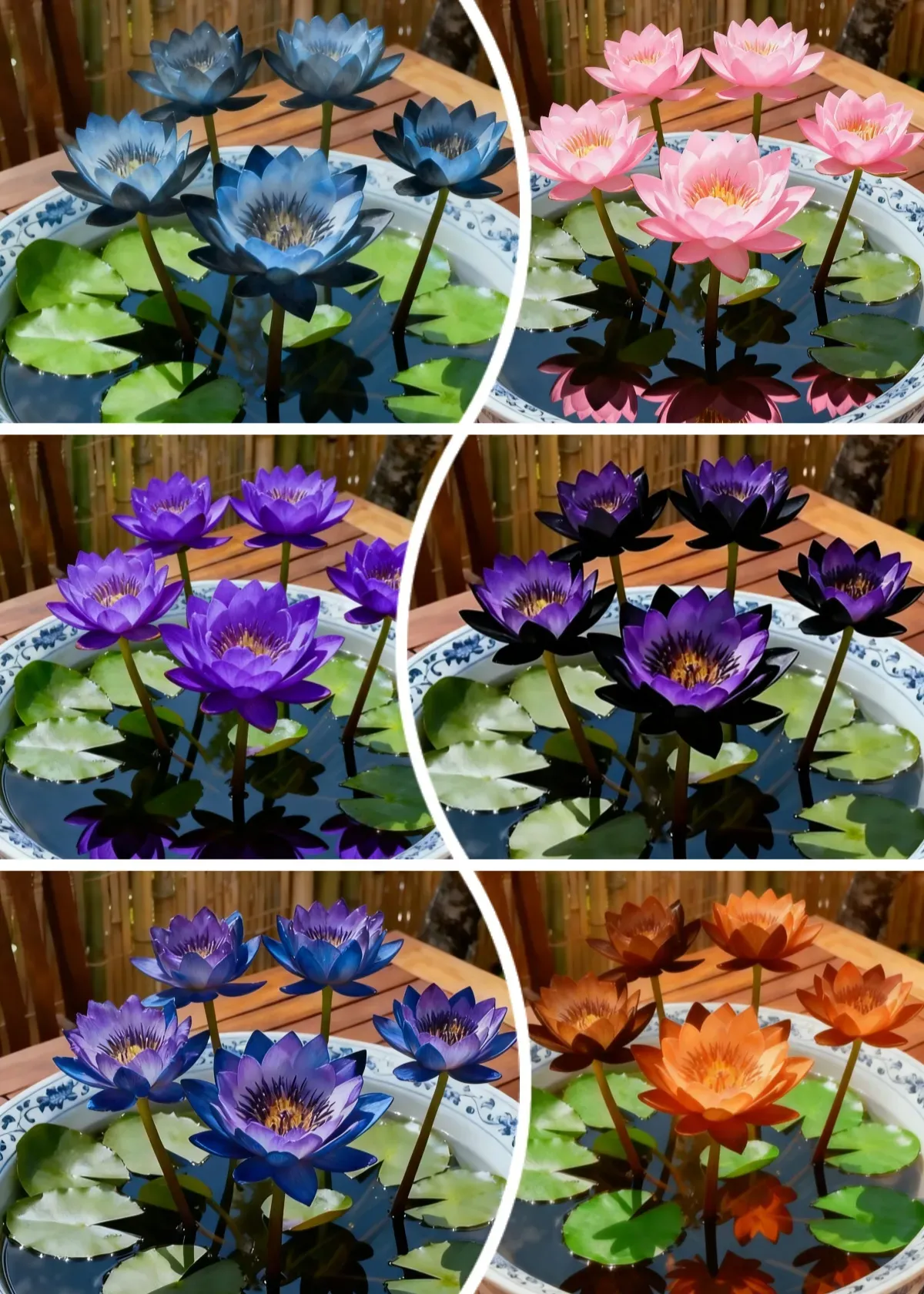 🌌💜 Shadow Essence Lotus – A Rare Beauty for Your Garden 🌸