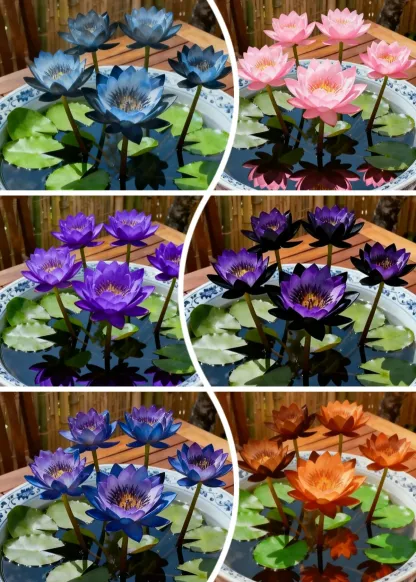 🌌💜 Shadow Essence Lotus – A Rare Beauty for Your Garden 🌸