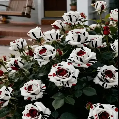 Rare Red White Black rose - Fire & Snow Rose