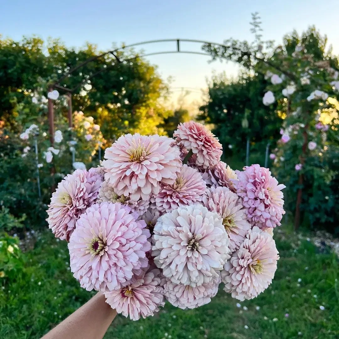🌺Buy One Free One-Double Zinnia Mixed Color Seeds