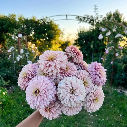 🌺Buy One Free One-Double Zinnia Mixed Color Seeds