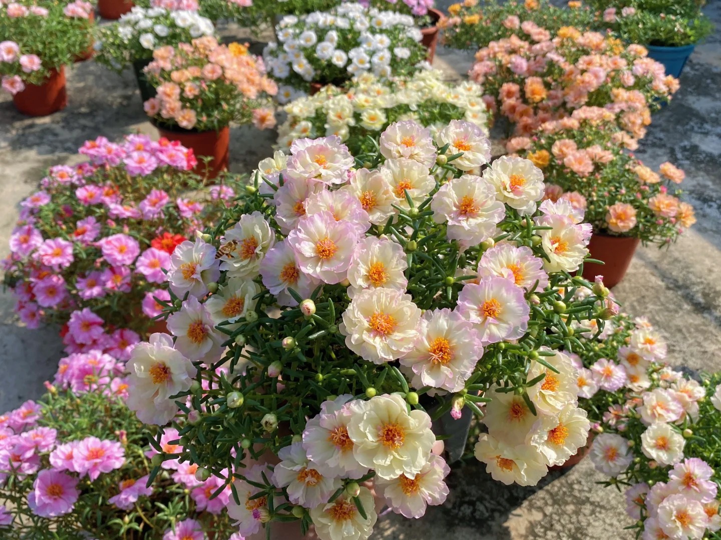 🌹10000 PCS-Moss Rose—Immortal Flower