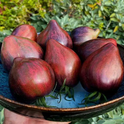 Unique heart-shaped rebel space warrior tomato seeds with rich flavor
