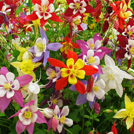 🌸Mixed Color Columbine Seeds