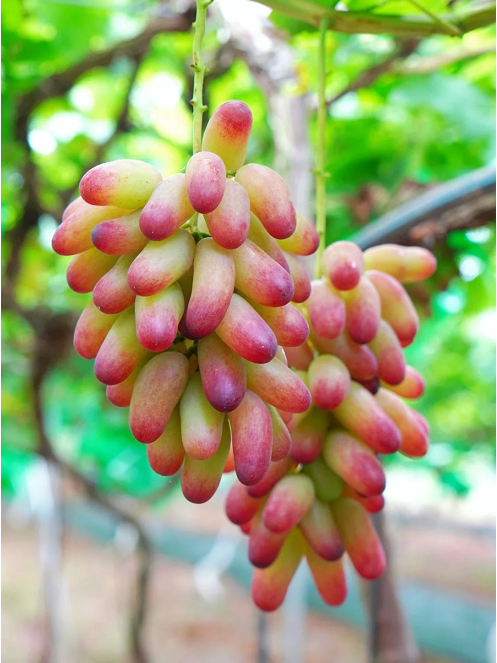 🍇Beauty Finger Grape Seeds : Thin-Skinned, Large