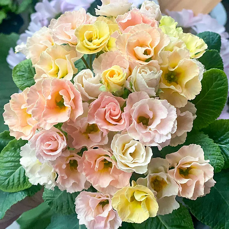 🌸Rose Primrose Seeds - The Timeless Charm of Love & Renewal💗