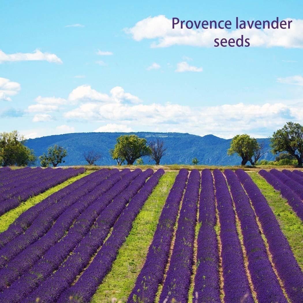 500Pcs Provence Lavender Seeds Fragrant Organic Flower Seeds Home Garden Bonsai Plant