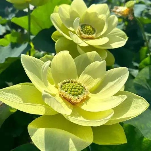 🌺BOWL LOTUS-RELIEVE STRESS