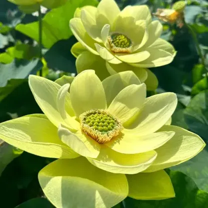 🌺BOWL LOTUS-RELIEVE STRESS