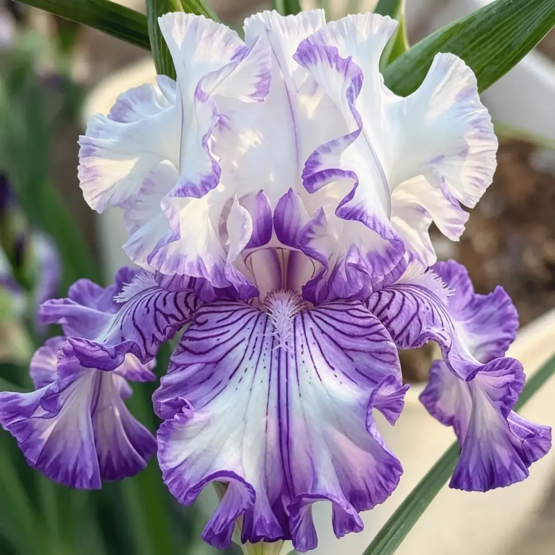 ⚜️Rare Heirloom Iris Bulbs- Beautiful and Colorful Blooms for Your Garden