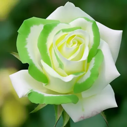 Scottish Green Rose-I only love you