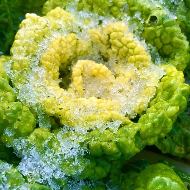 Brassica Narinosa Seeds