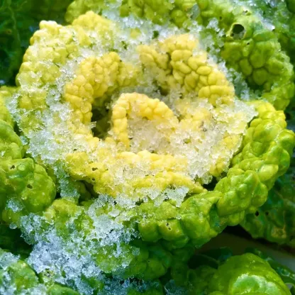 Brassica Narinosa Seeds