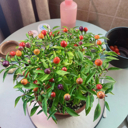 Chinese Five-Color Pepper Ornamental Pepper